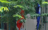 Cơ quan, công sở ở Hà Nội treo cờ rủ ngày Quốc tang Chủ tịch nước Trần Đại Quang